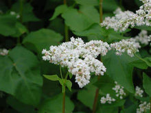 Load image into Gallery viewer, 500 g Pure Unpasteurized Liquid Buckwheat Honey
